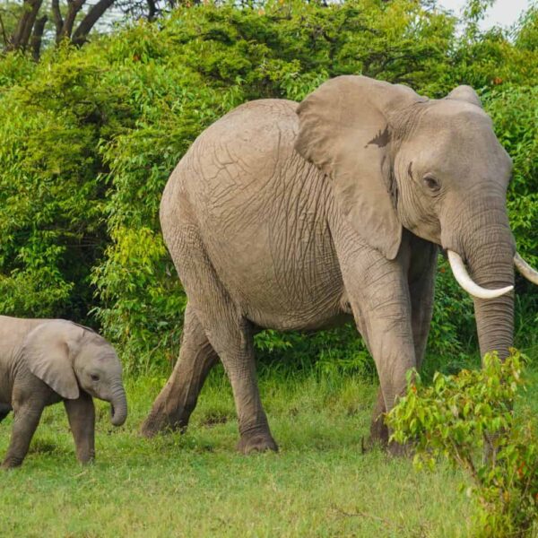 Elephants in a Sri Lankan dump are…