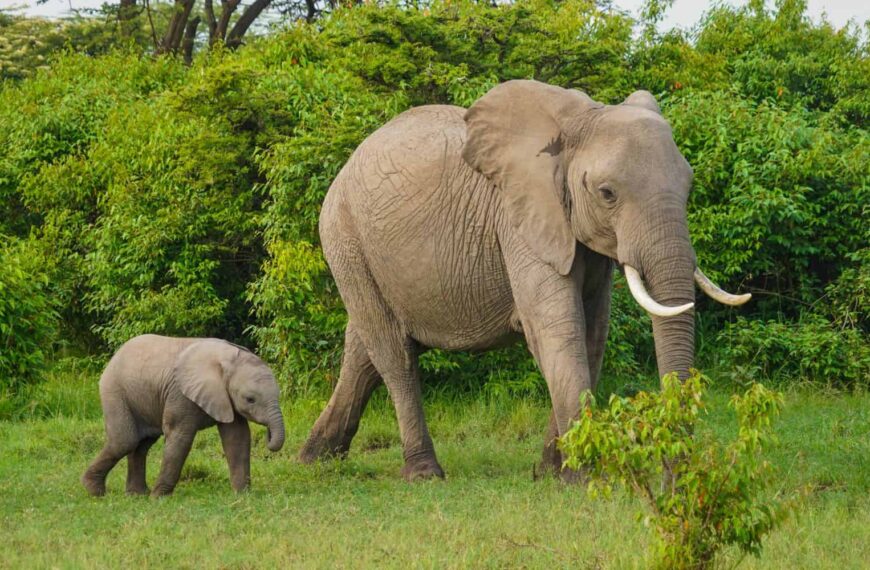 Elephants in a Sri Lankan dump are…