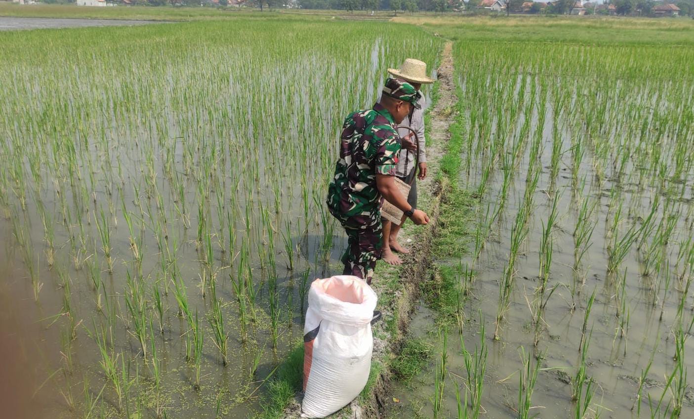 Dukung Program Pemerintah, Babinsa Kodim 0602/Serang Dampingi Petani