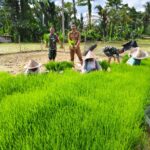 Guna Mendukung Program Ketahanan Pangan…