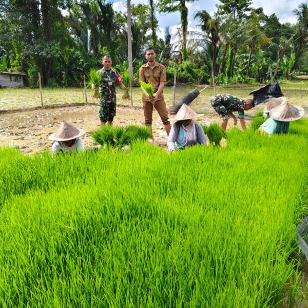Guna Mendukung Program Ketahanan Pangan Babinsa Koramil 0602-20/Pamarayan…