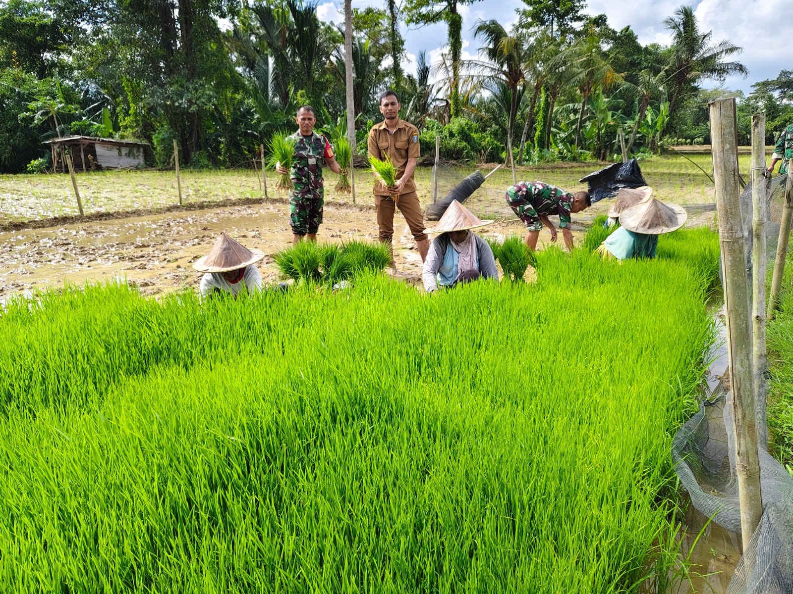 Guna Mendukung Program Ketahanan Pangan Babinsa Koramil 0602-20/Pamarayan…