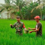 Dukung Program Pemerintah Serda Anis Dampingi Petani Saat Pemupukan