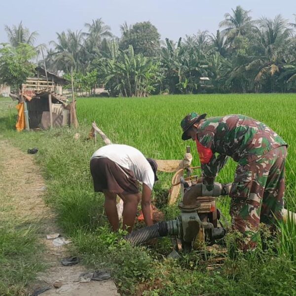 Babinsa Koramil 0602-06/Kramatwatu Lakukan Pendampingan Pompanisasi Pertanian …