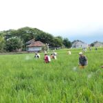 Dampingi Petani Cegah Hama Padi,&hellip;