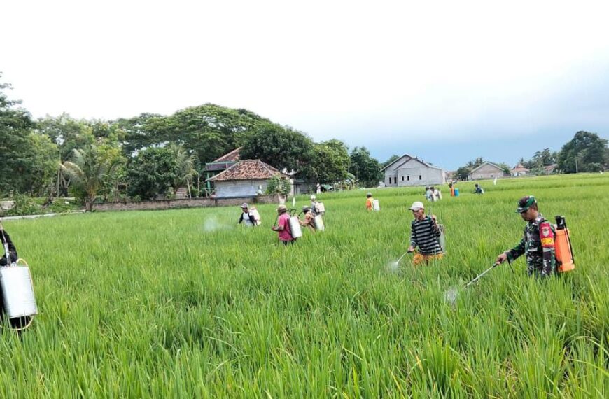 Dampingi Petani Cegah Hama Padi,&hellip;