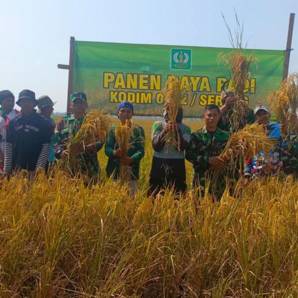 Danramil 0602-10/Pontang Bersama Gapoktan Ratu Tani Sukses Panen…