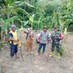 Babinsa Sertu Harpianto Dampingi Petani Laksanakan Penanaman Padi Gogo di Desa Sumberjaya