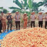 PANEN JAGUNG WUJUD SINERGI TNI, POLRI DAN PEMERINTAH DAERAH DI DESA KD BELANG KECAMATAN MEKARJAYA