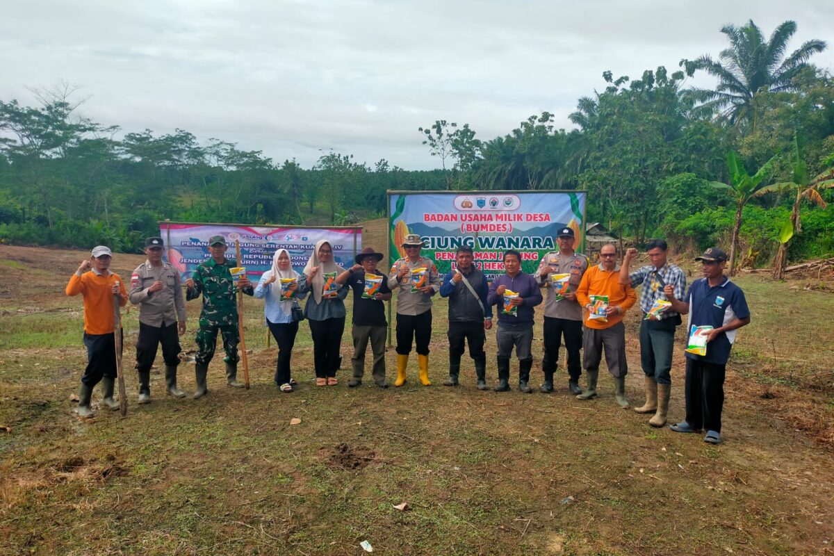 PENANAMAN JAGUNG HIBRIDA OLEH BUMDES CIUNG WANARA…