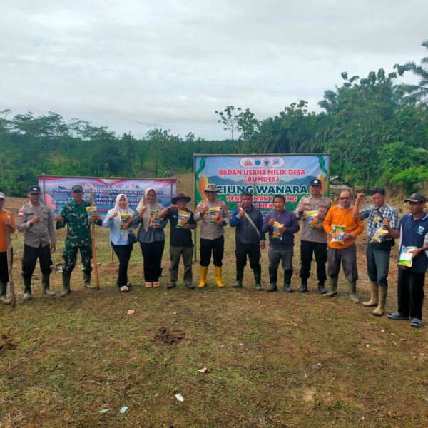 PENANAMAN JAGUNG HIBRIDA OLEH BUMDES CIUNG WANARA DESA…