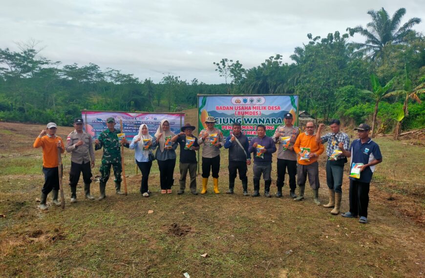 PENANAMAN JAGUNG HIBRIDA OLEH BUMDES…