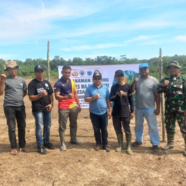 BABINSA KORAMIL 0109/MUNJUL HADIRI KEGIATAN PENANAMAN JAGUNG DALAM&hellip;