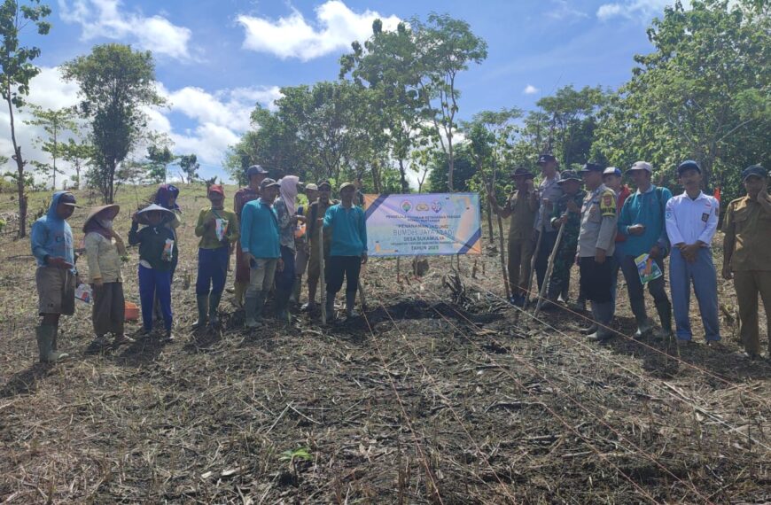 Penanaman Jagung Hibrida Bumdes Jaya Abadi Desa&hellip;