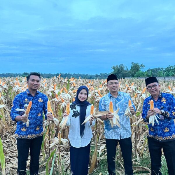 Panen Raya Jagung, Bupati Serang Ratu Zakiyah&hellip;