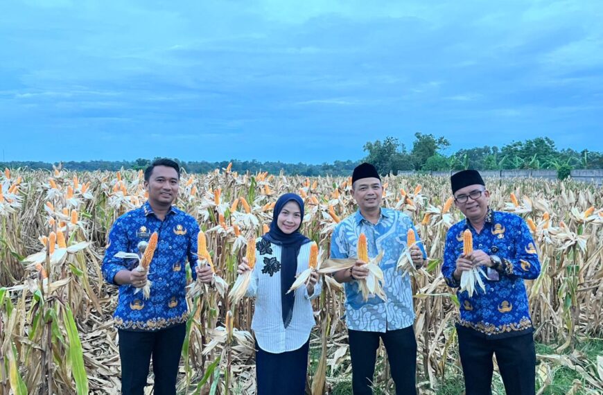Panen Raya Jagung, Bupati Serang Ratu Zakiyah…