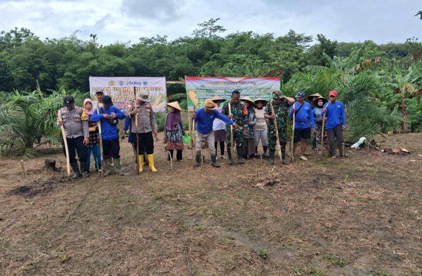 Penanaman Jagung Serentak Kuartal IV di Lahan…