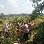 Babinsa Koramil 0102/Cadasari Hadiri Panen&hellip;