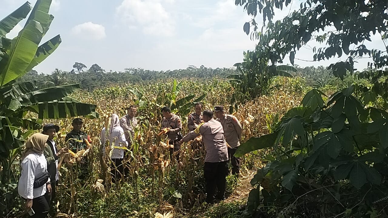 Babinsa Koramil 0102/Cadasari Hadiri Panen Raya Jagung di&hellip;